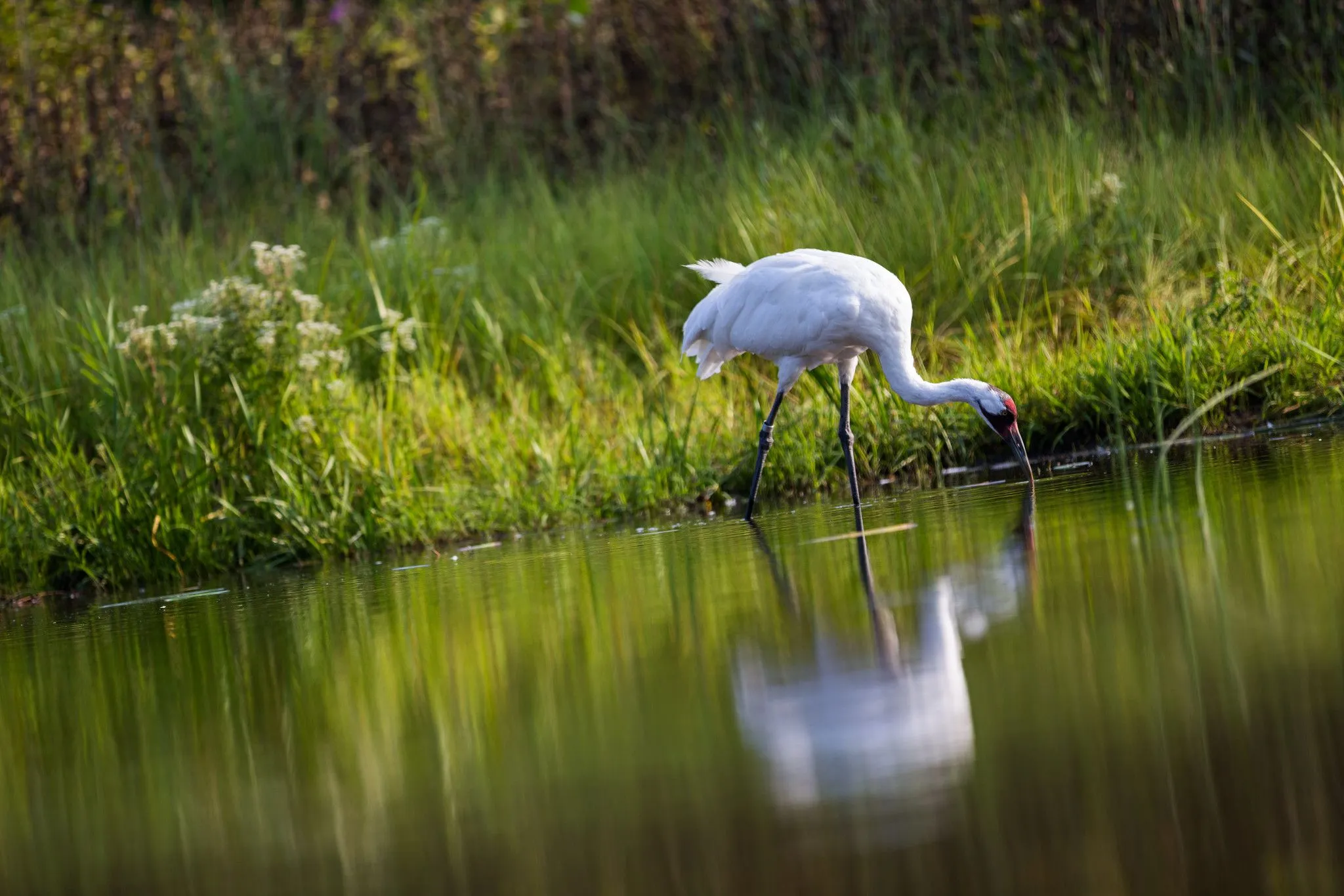 Whooping crane at International Crane Foundation